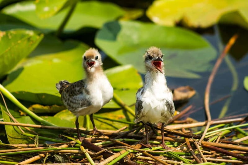Virpazar: Historical & Nature Boat Adventure on Lake Skadar - A Day in the Lake: From Narrow Canals to Open Waters