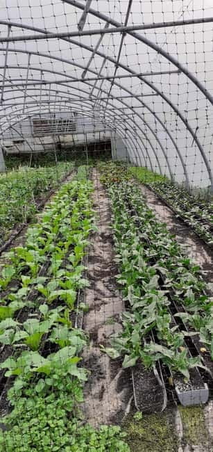 Visit a Farm on the Island of Pico - Who Should Consider This Tour?