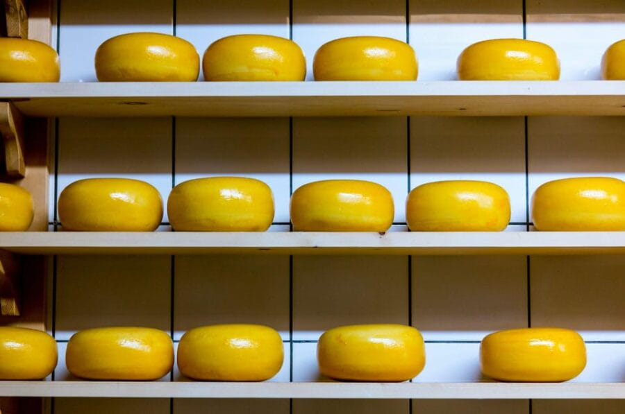 Visit family farm and enjoy cheese degustation - Introduction to the Czech Cheese Tour