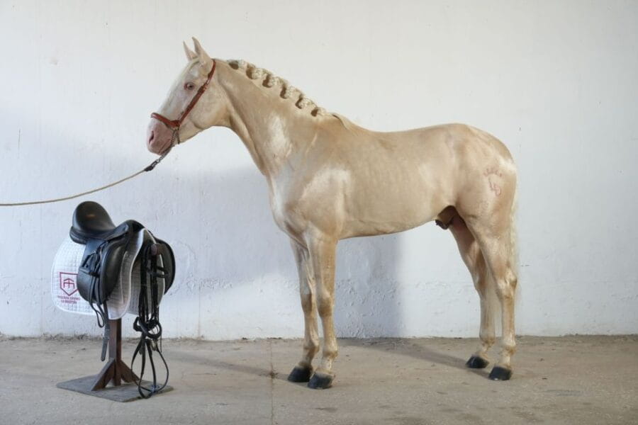 Visit to Angostura Stud + Wine - Exploring the Equine World: Mares, Foals, and Breeds