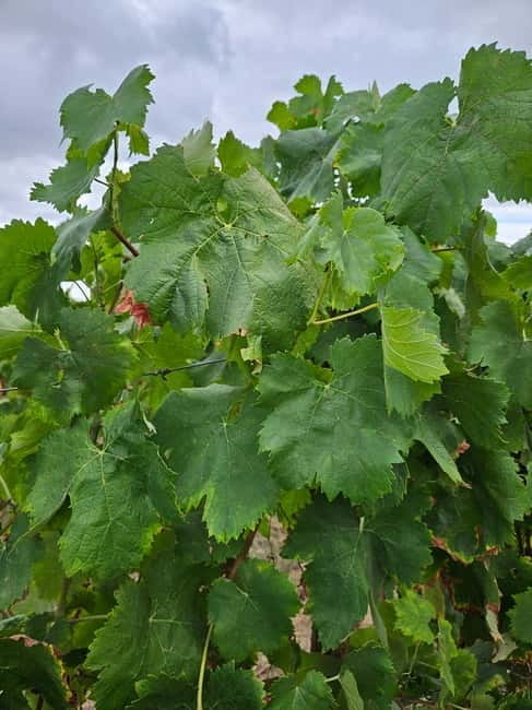 Visit to Quinta de Sobre a Fonte with wine tasting - pet friendly - Tasting the Wines