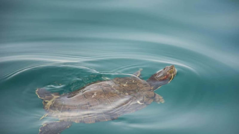 WEST CRETE:CHANIA-KOURNAS-RETHIMNO - Who Will Love This Tour?