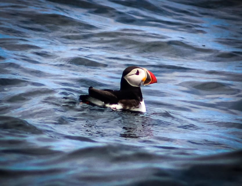 Wild Atlantic Way: Wildlife Eco Cruise - The Scenic Side: A Coastline Like No Other