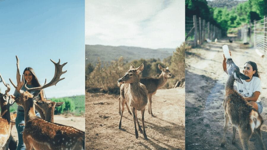 Wild Forest Reserve Foundation - Visit - Key Points / Takeaways