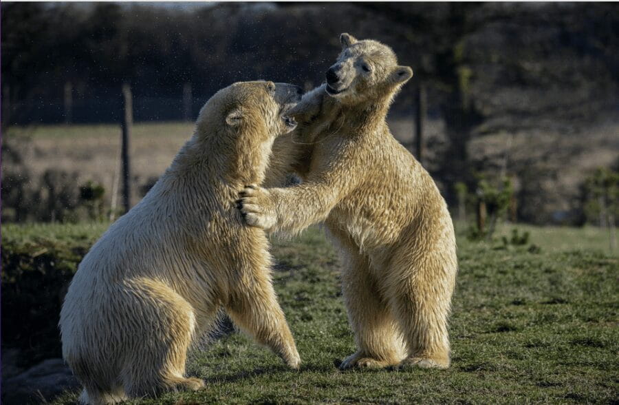 Yorkshire Wildlife Park: Entry Ticket - Final Thoughts: Is Yorkshire Wildlife Park Worth Visiting?