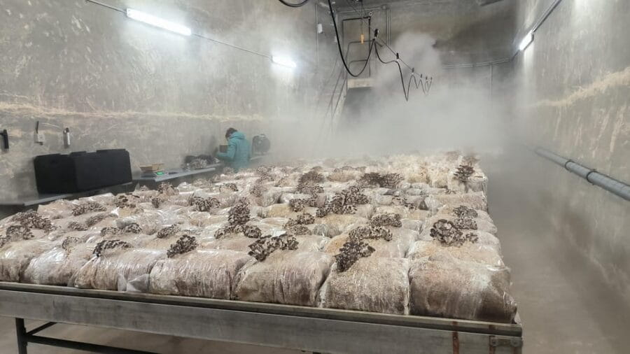 Zurich's best-kept secret: the hidden world of mushrooms! - Why This Tour Is a Must-Do for Foodies and Eco-enthusiasts